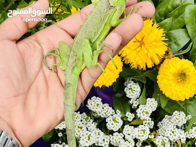 للبيع اقوانا اليفه جداً هاديه وجميله مافيها عض