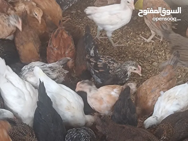 دجاج عماني للبيع