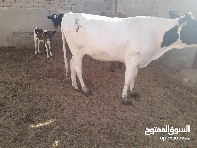 بجرة استرالية للبيع بمليونين وثلثمية