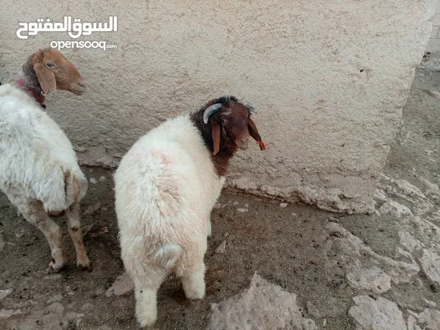خروف بلدي سراح ضحيه او عقيقه نخب النخب عمرو 7شهور