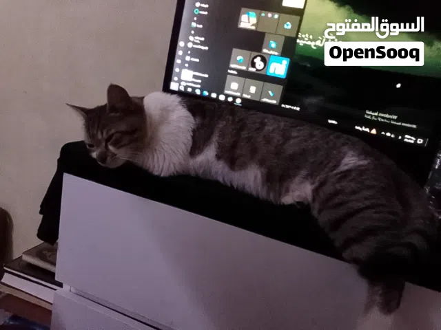 قط شيرازي ذكر الليف لعوب مره ...تبني