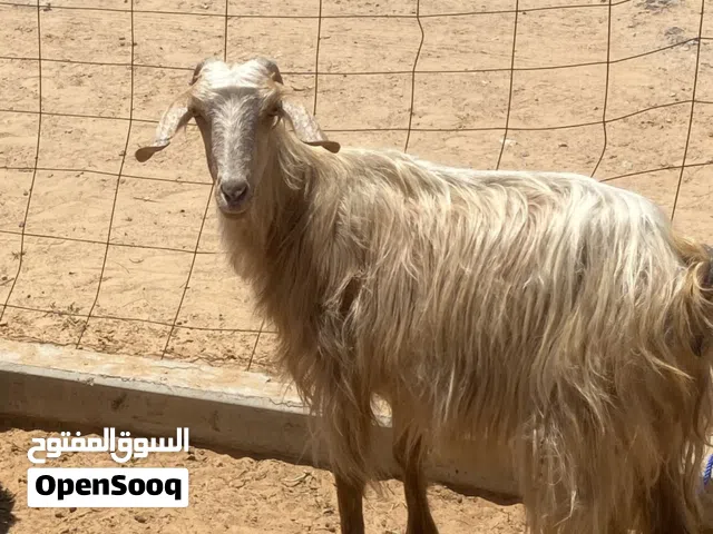 معزه ربي يبارك