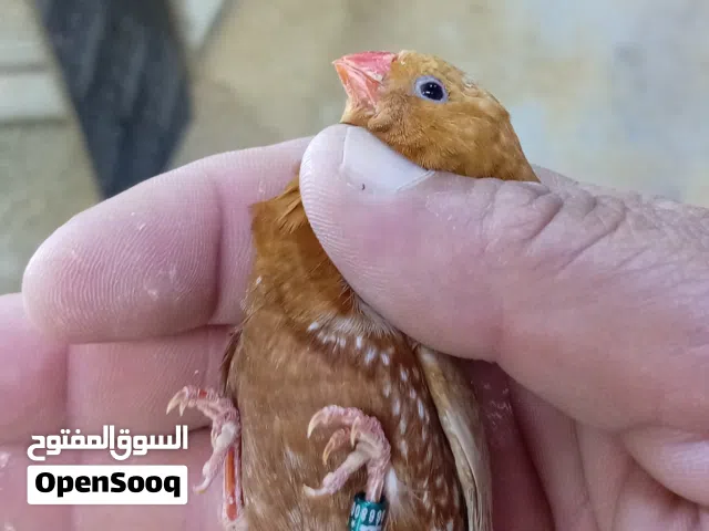 متاح مجموعه أزواج زيبرا فوا