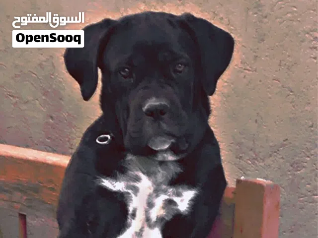 كلب للبيع كين كورس نوع ايطاليا نثية