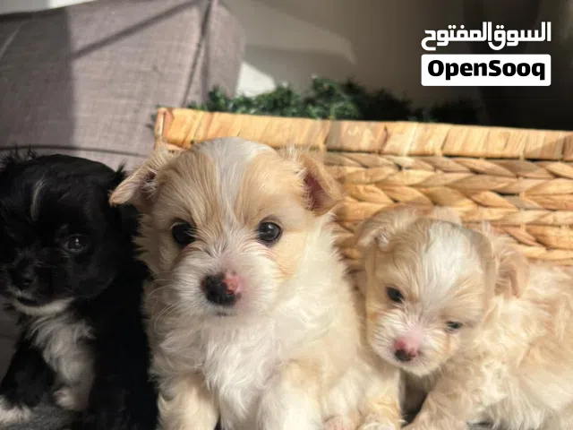 a Pomeranian mix( Canadian Havamese &Yorkshire terrier) Male puppy ,35 days old