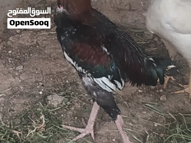 ديك باكستاني صحة ما شاء الله بسعر مغري
