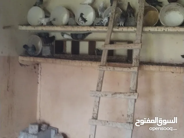 سلام عليكم ورحمة الله وبركاته متوفر حمام عادي وحمام انواع وأشكال وباكستانيات وصف مهم