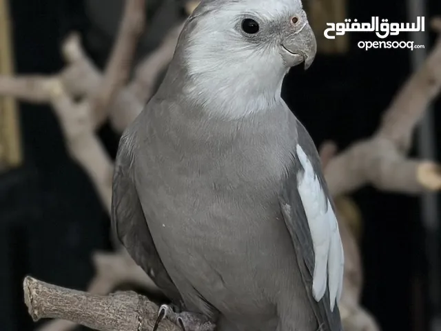ببغاء كروان
