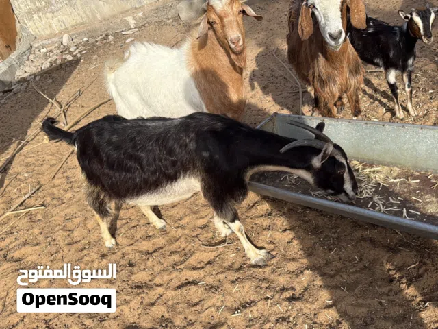 Goat healthy/active. Today 23/5 one  black goat gave birth 2 white babies. I added photo in the end