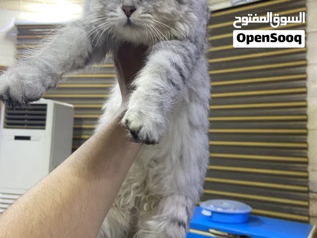 قط اسكتش للبيع عمرها سنتين وا نص