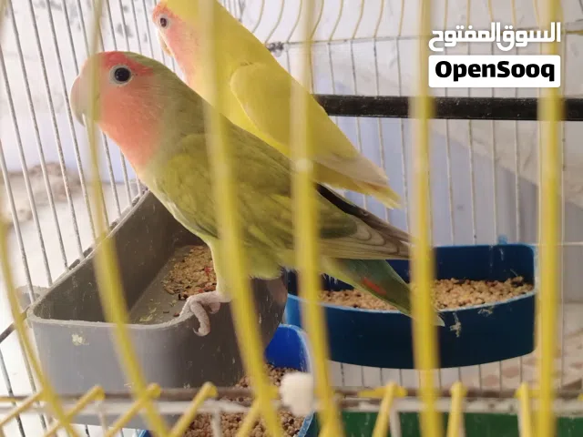 زوج عصافير روز شغالات 100% مع قفص الذكر أخضر الأنثى اصفر ريد فيس العمر حوالي 9 شهور إلى 10 شهور