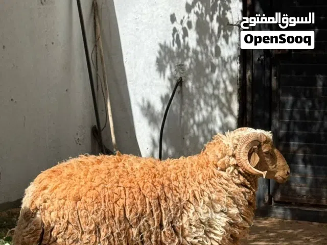 خروف للبيع العمر سنه