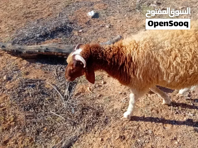 السلام عليكم حوالي للبيع