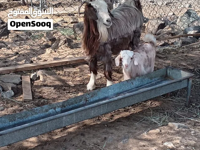 شاه جباليه خاليه من العذاريب