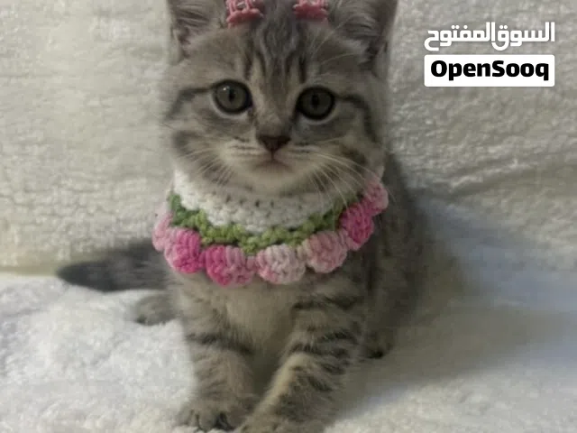 بريتيش شورت هير