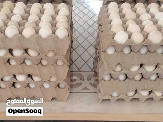 Al Mansoori Chicken Farm Ras Al Khaimah Type : Local Eggs Fumi French Arabic Enriched