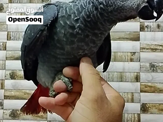 للبيع فروخ كاسكو أعمار 4 أشهر افضل عمر للتدريب فالكاسكو الحق على الزين