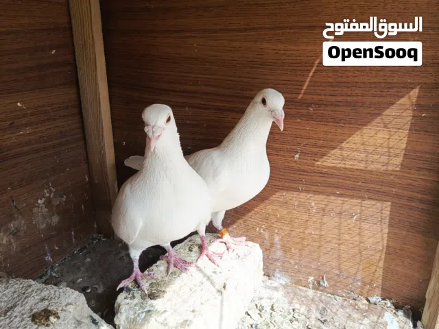 زواجل بيض نضيفات شكل  ونضافه و مضمونات على زجهه بياض