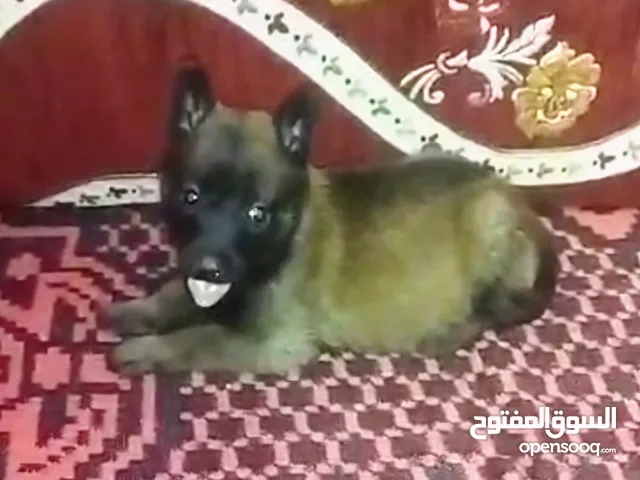 malinois charbonnier