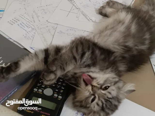 قط اليف للبيع