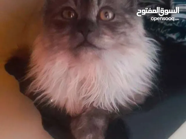 قط هملايه مفقود ، اربد