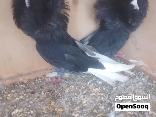 حمام لبيع اااااااا