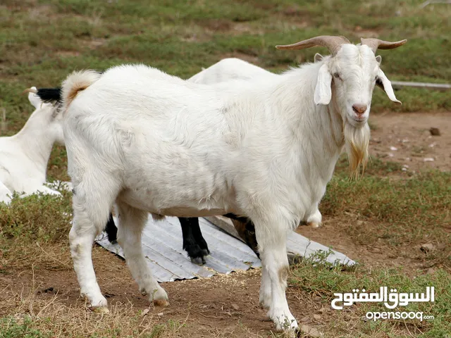 راعي اغنام ماعز الابل حمام طيور مواشي