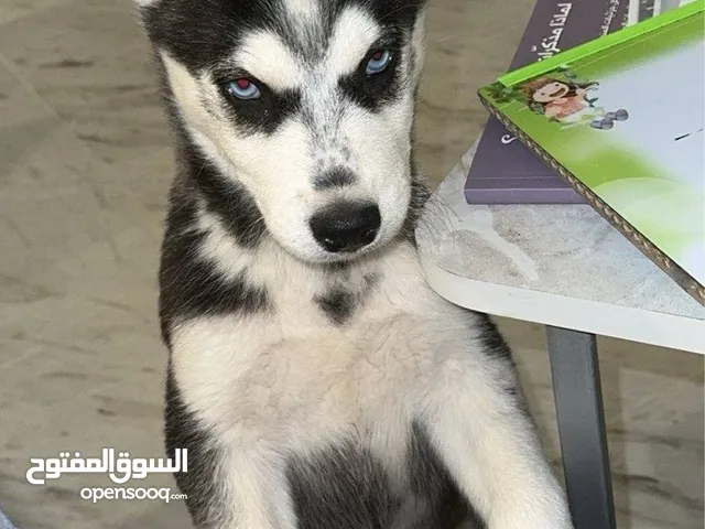 متاح اخون هاسكي نخب اقراء الوصف