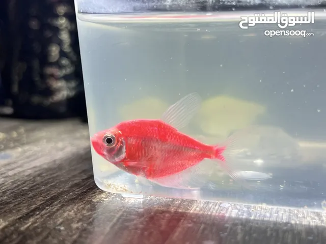 للبيع سمك زينه بصحه جيده جداً