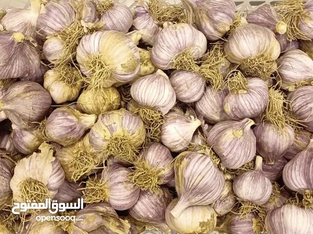 ثوم الحجم الكبير