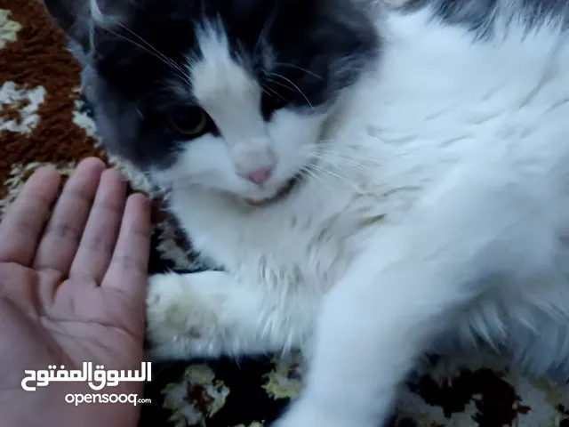 قط ذكر شيرازي عمره 5شهور