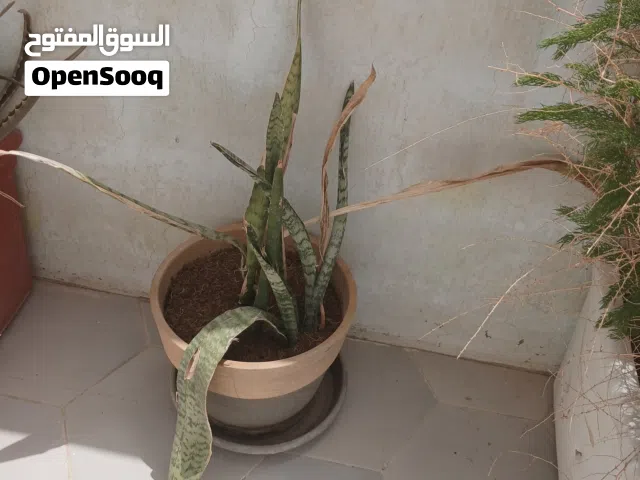 فازت للبيع مع لاشجار20ريال جميلات جدا
