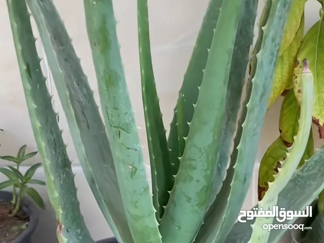 السلام عليكم يتوفر صبار اولفيرا نبات مال زينه وكلش حلو سعر الشتله عندي تقريباً من 10الى15