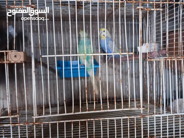 عصافير للبيع