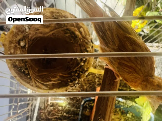 جوز كناري مشمشي منتج