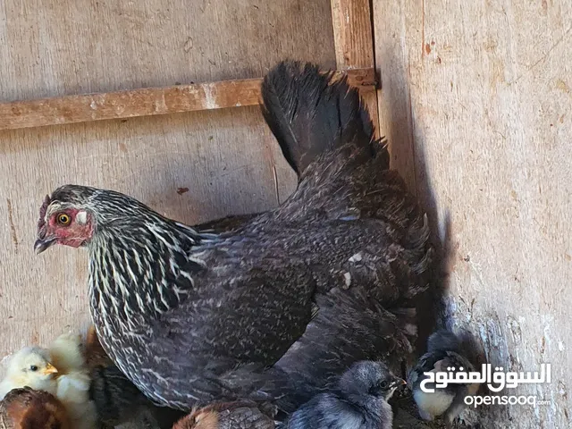 دجاجه تحتها فلاليس