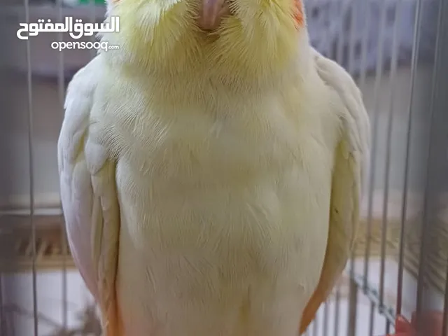 ببغاء كوكتيل اصفر البينو عين حمرا للبيع بسعر مغري جدا جدا جدا