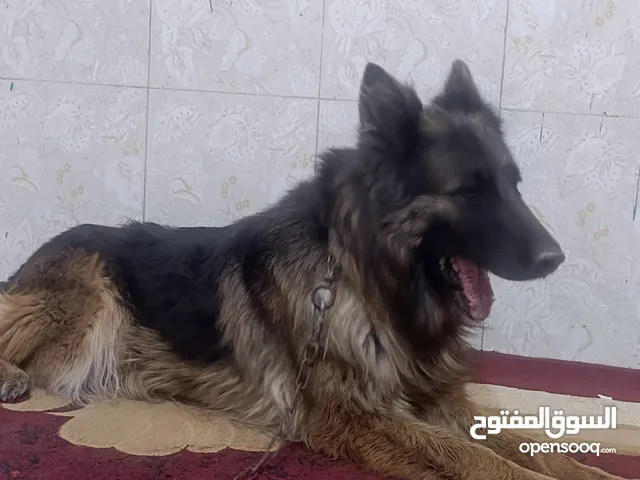 سلام عليكم متاح جيرمان