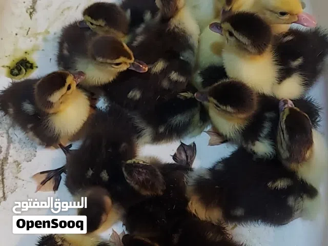 يتوفر فروخ بش ودجاج زينه