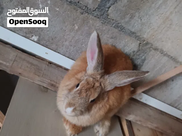 ارانب للبيع