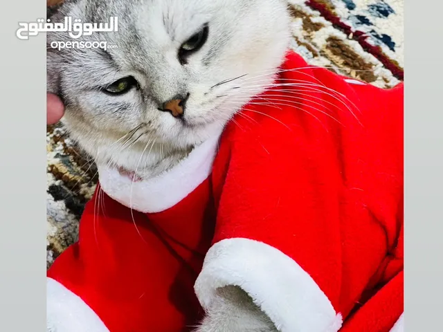 سكوتش للبيع بصحه جيده