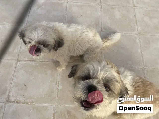 كلاب شيتزو للبيع 200 ريال