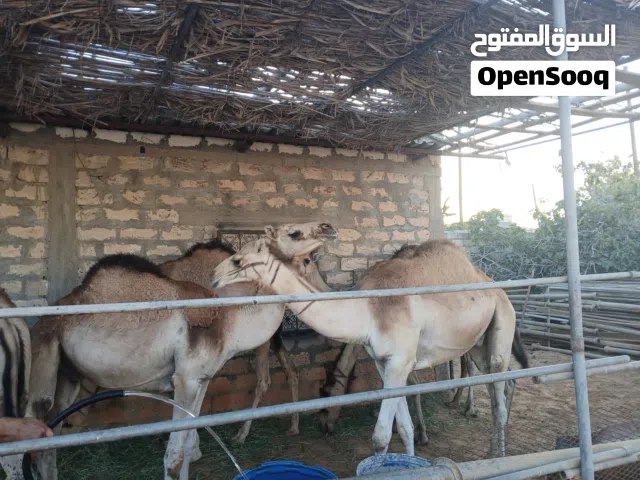 قعدان مشاءالله