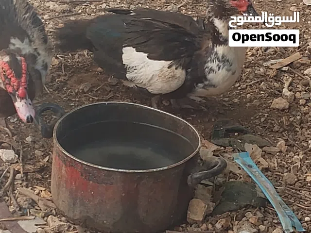 بط بلدي الصلاة على النبي اشي مرتب بصحة جيدة الحمدلله