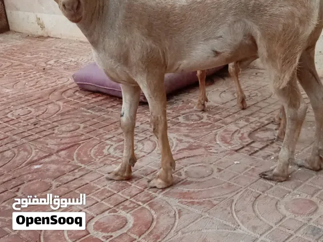 تيس محلي ممتاز إنتاج حلو
