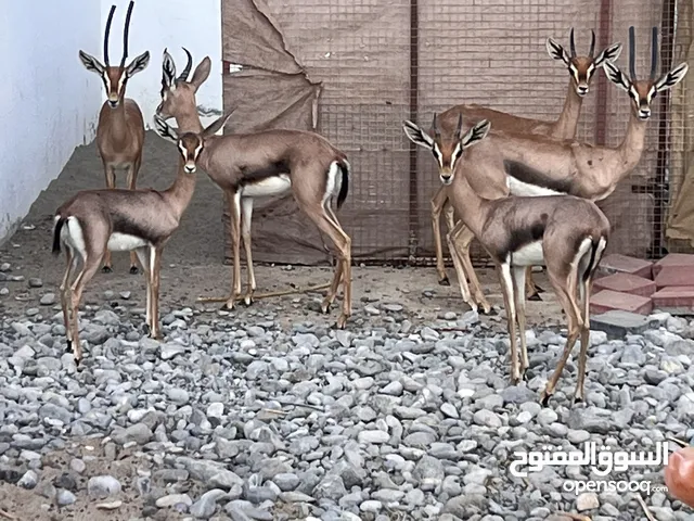 متوفر غزال الديماني ذكور واناث عشار وغير عشار