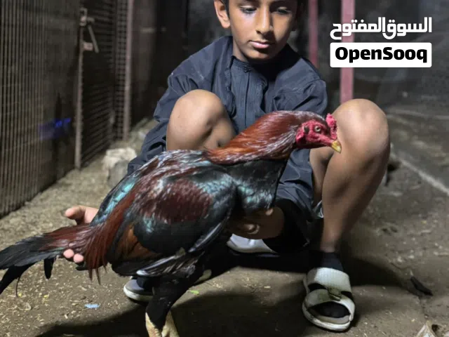 طير للميدان للبيع