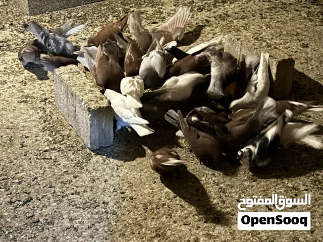 -حمام بلدي للبيع.