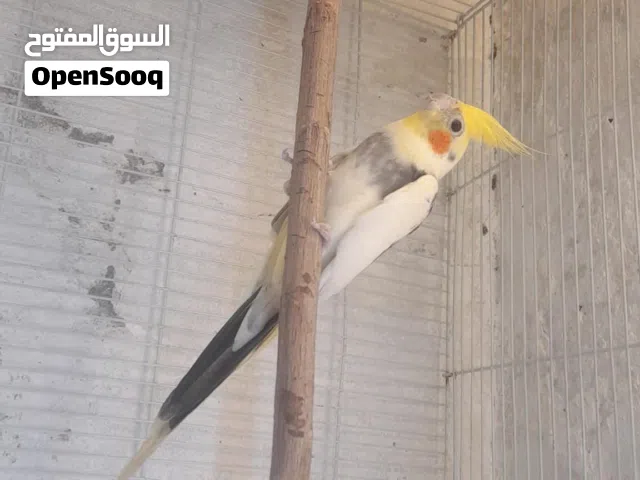 ازواج لوفبيرد وبادجي وكروان متزوجين والذكر مخصب النثيه وازواج طفرات صعبه