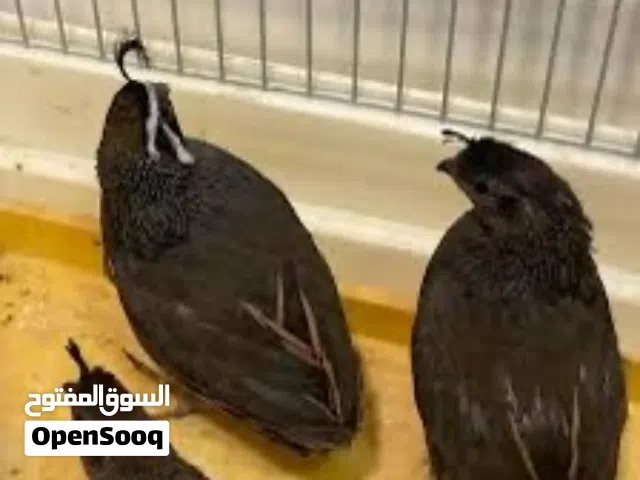 مطلوب فري كاليفورنيا